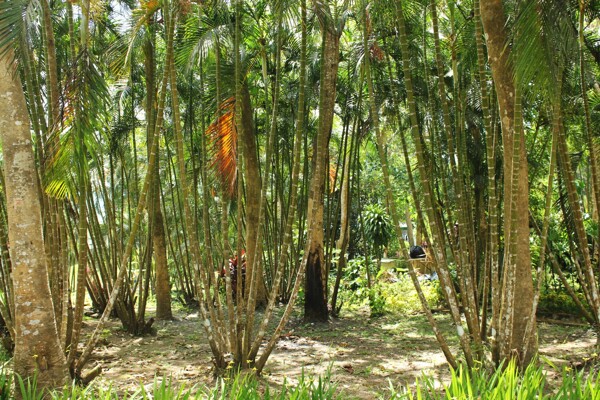 竹子和小片竹林