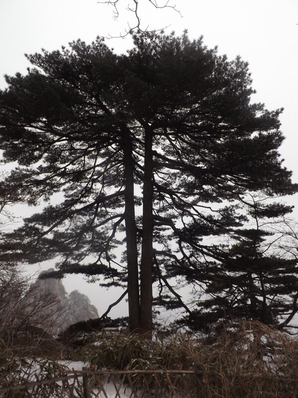 松樹