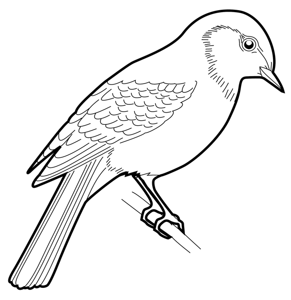 各種鳥(niǎo)類(lèi)鳥(niǎo)動(dòng)物矢量素材EPS格式1431