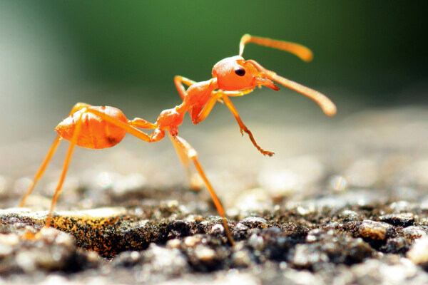 地上的红色蚂蚁图片
