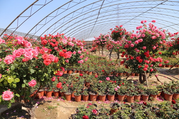 月季花圖片
