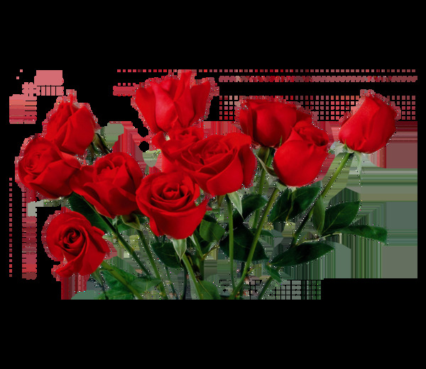 红色玫瑰实物图png元素