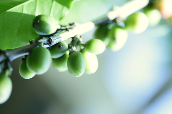 咖啡豆树图片