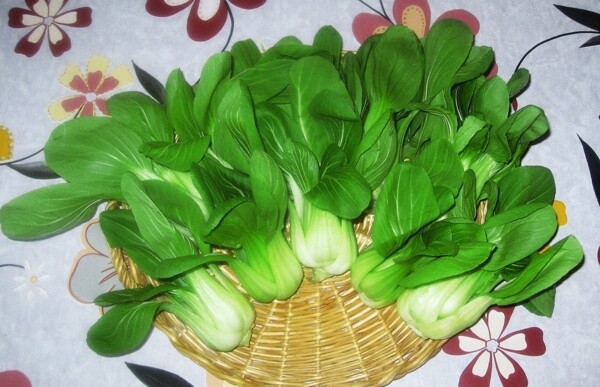 青菜圖片