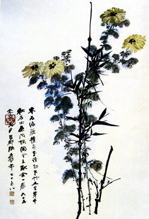 竹菊图片