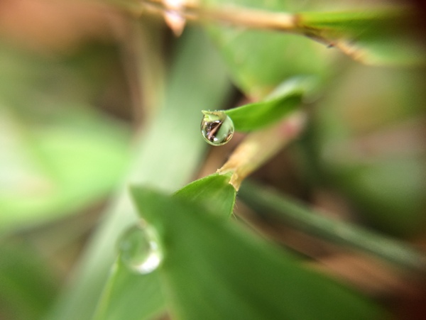水珠圖片