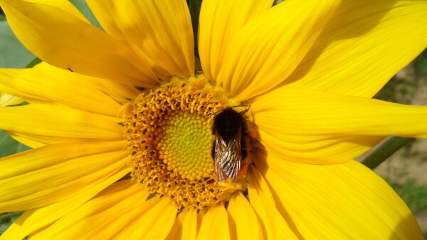 向日葵花上的蜜蜂图片