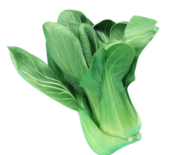 油菜圖片