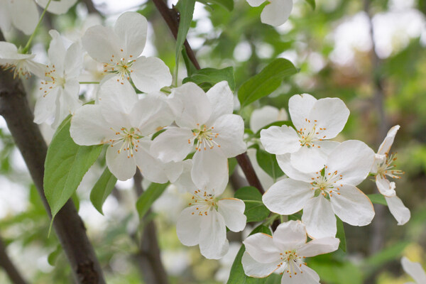 白色樱桃花