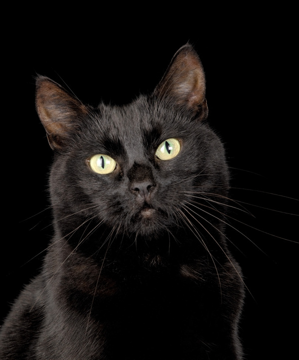 可爱小黑猫图片