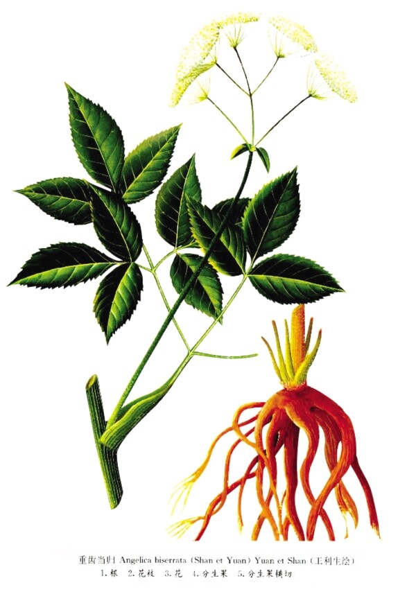 重齒當(dāng)歸圖片