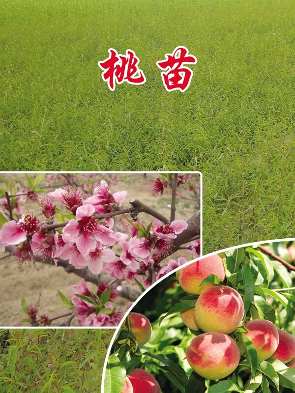 桃樹苗