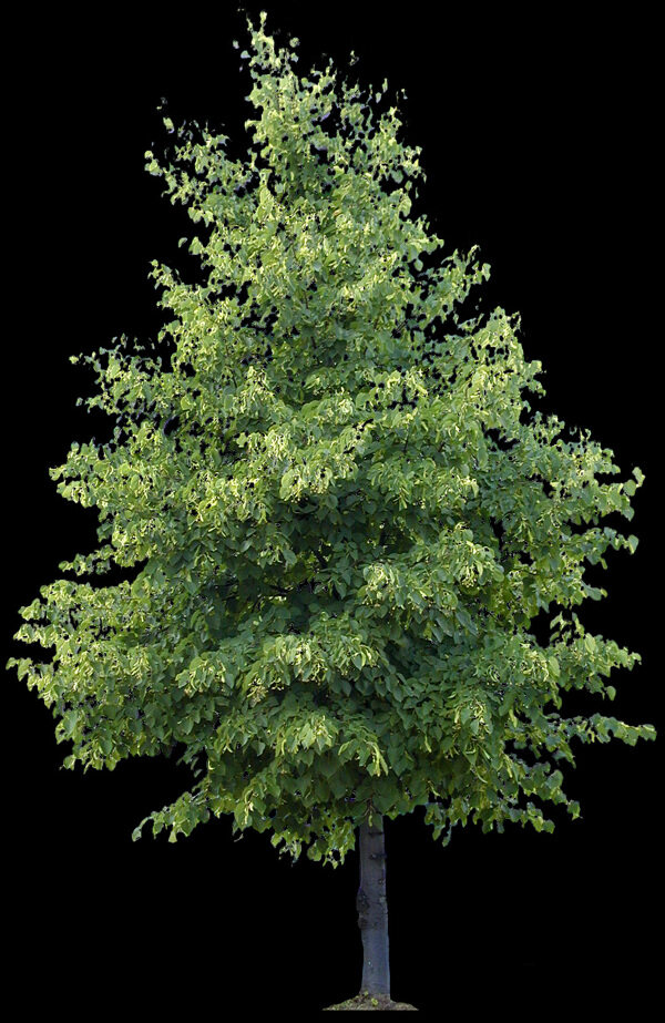 植物貼圖素材JPG1573