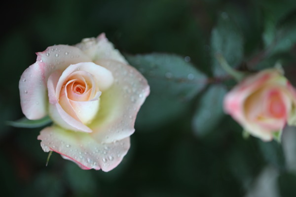 雨后月季花