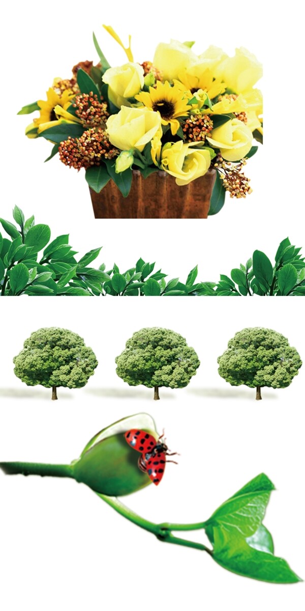 植物