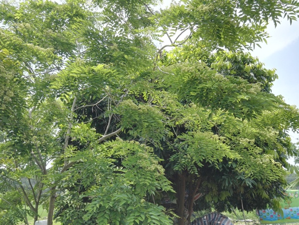 黃花梨樹