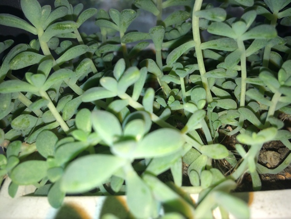 多肉植物