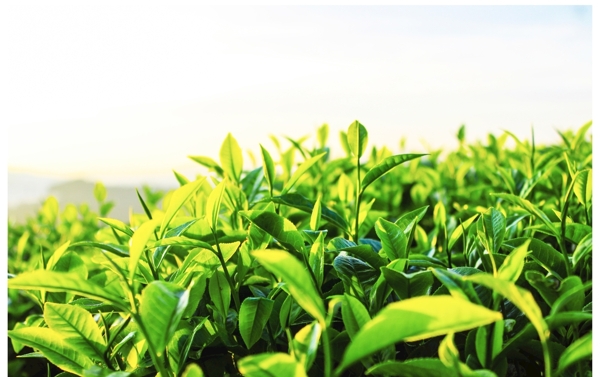 茶园嫩绿的茶丛图片