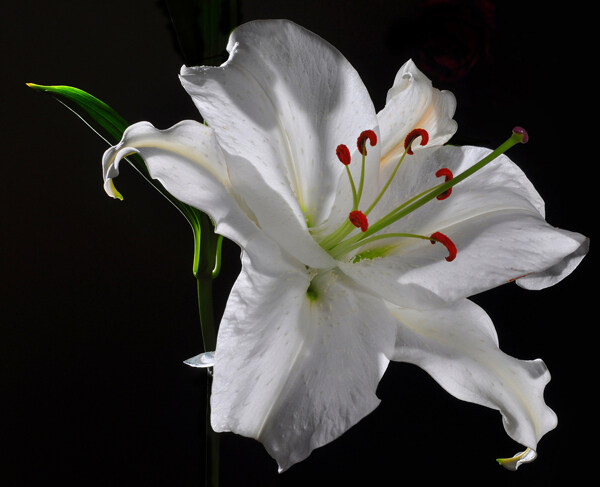 位圖植物攝影寫實(shí)花卉花朵百合免費(fèi)素材