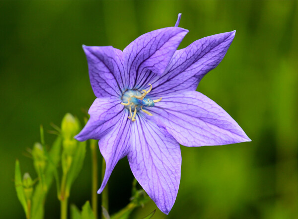 位圖植物攝影寫(xiě)實(shí)花卉花朵百合免費(fèi)素材