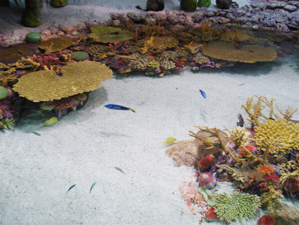 魚海洋小魚海底世界