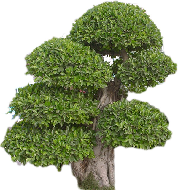 植物貼圖素材建筑裝飾JPG0284