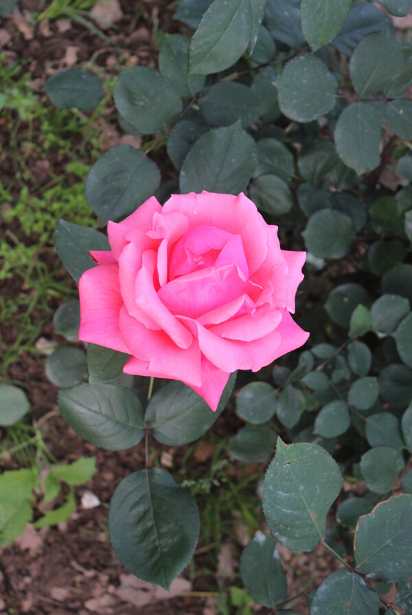粉红玫瑰月季