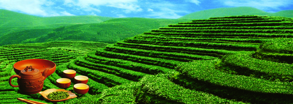 茶山圖片