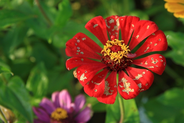 百日菊