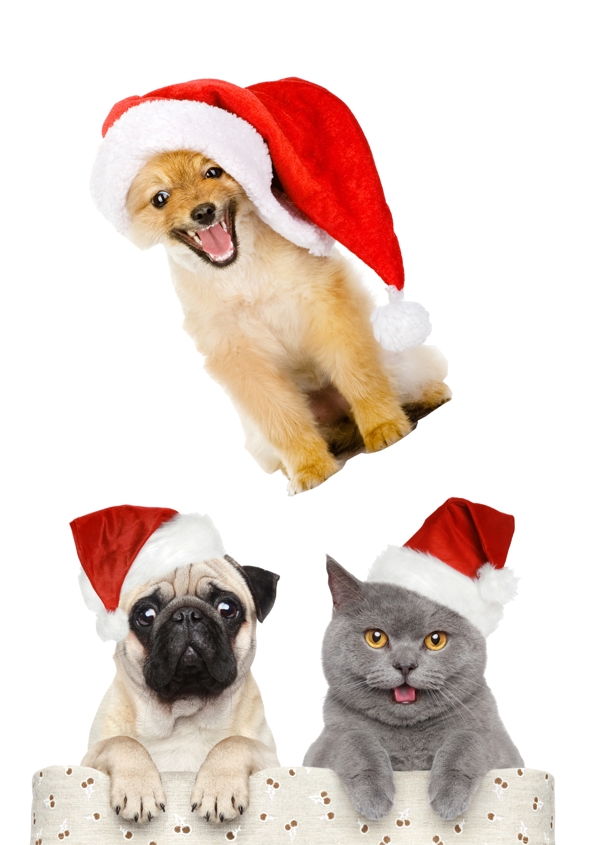 圣诞猫咪狗狗素材图片