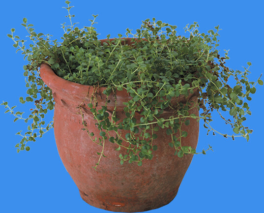 花缽231小品素材