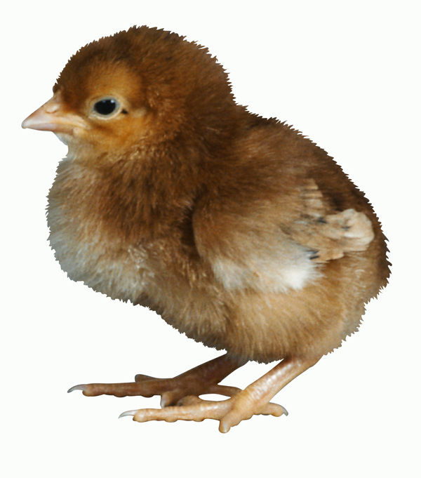 家禽小雞動物圖片