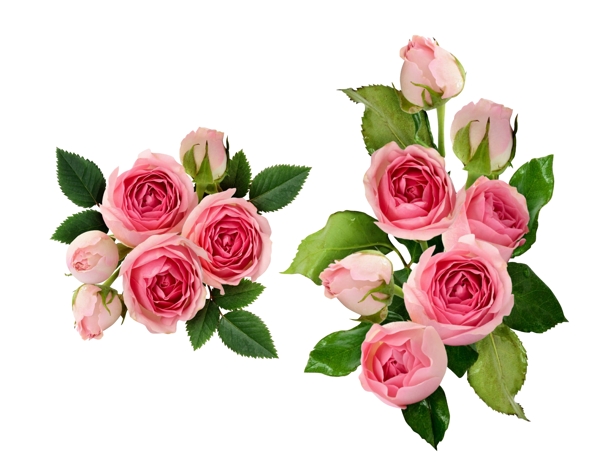 玫瑰花