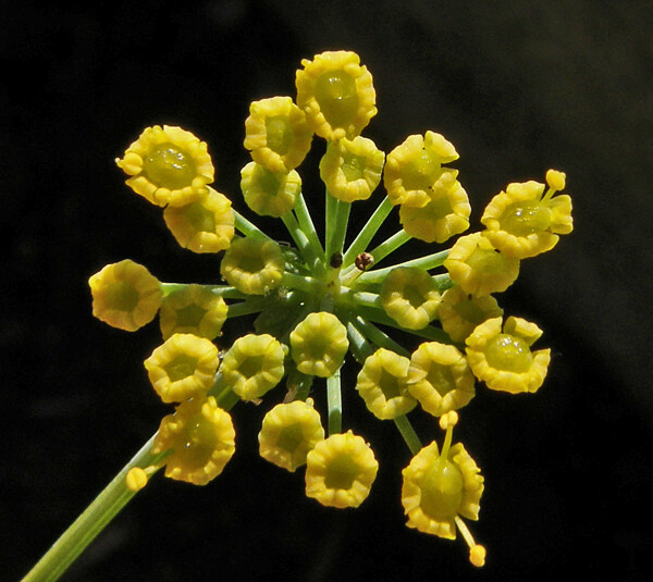 位圖植物攝影寫實(shí)花卉花朵數(shù)碼照片免費(fèi)素材