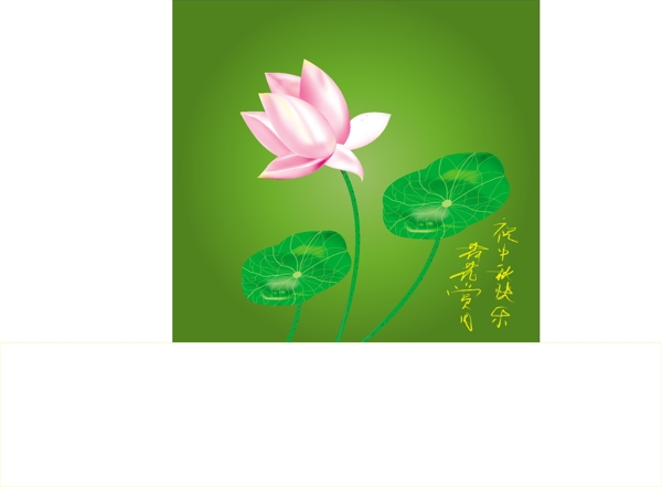 荷花圖片