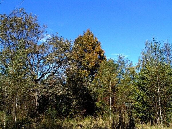 蓝天树林风景图片