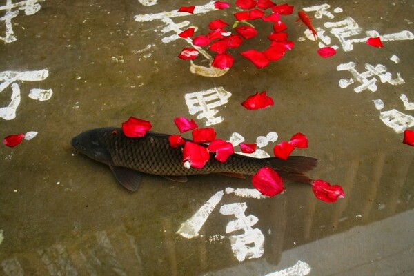 魚與落花圖片