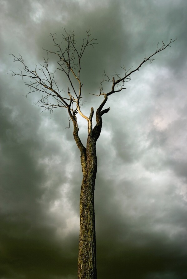 乌云密布下的独树枝图片
