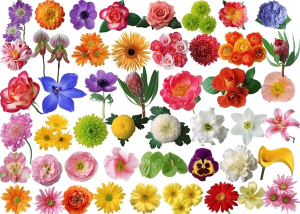 各類花圖片