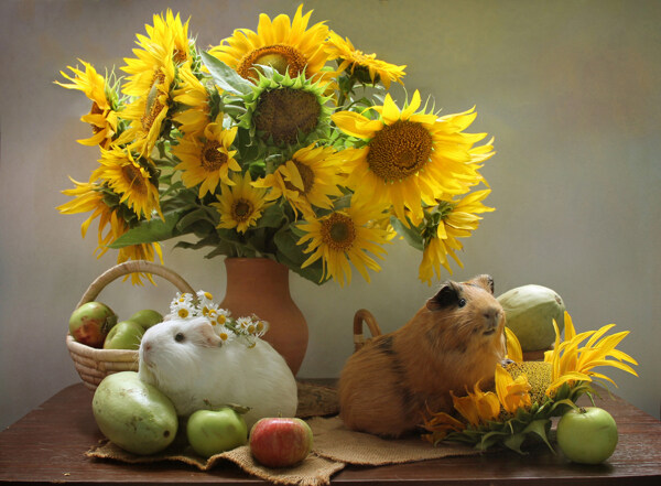 静物画豚鼠向日葵苹果动物花卉