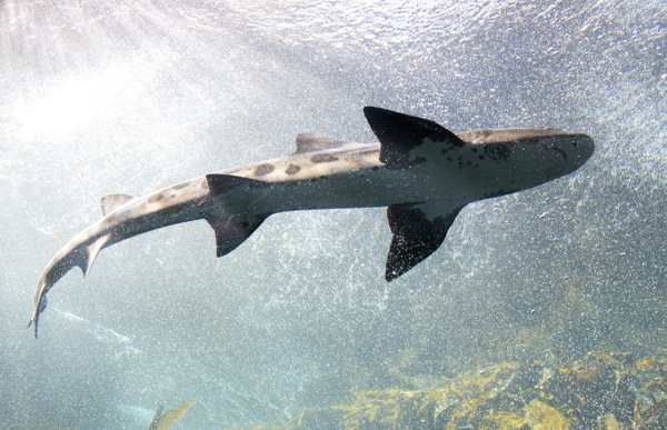 深海长尾鲨图片