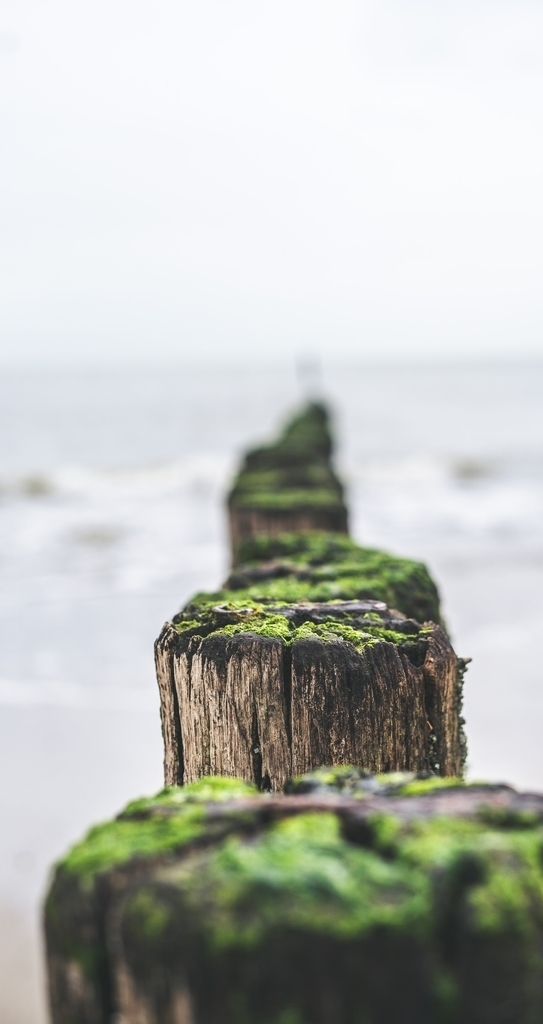 木桩树墩子青苔海上素材