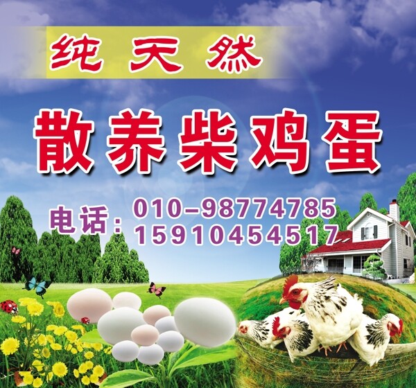 散養(yǎng)純天然柴雞蛋圖片