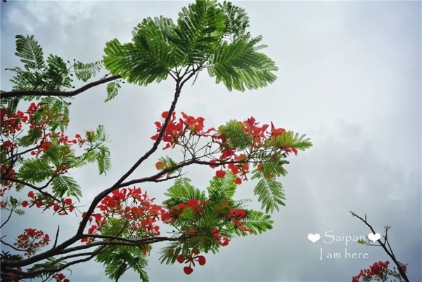 植物風(fēng)景