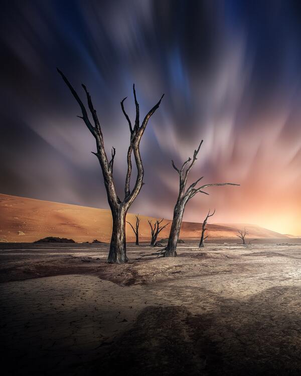 沙漠枯树