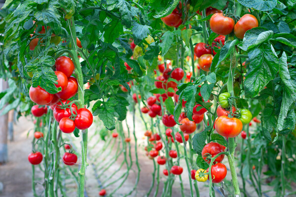 番茄藤上红红的番茄图片