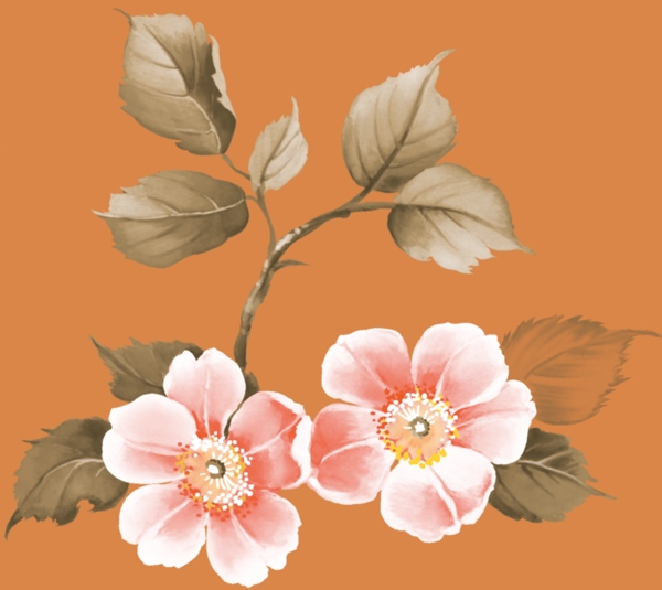 水彩花圖片