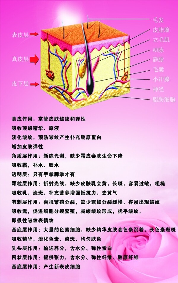 皮膚