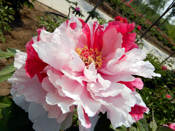 牡丹花