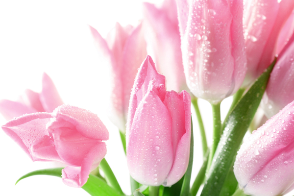 美丽郁金香鲜花背景图片